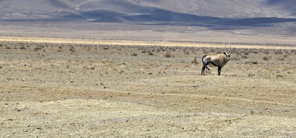 Oryx / Gemsbok